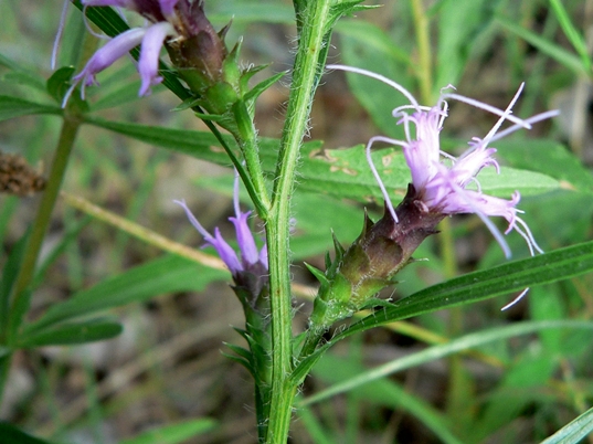 {Liatris hirsuta}